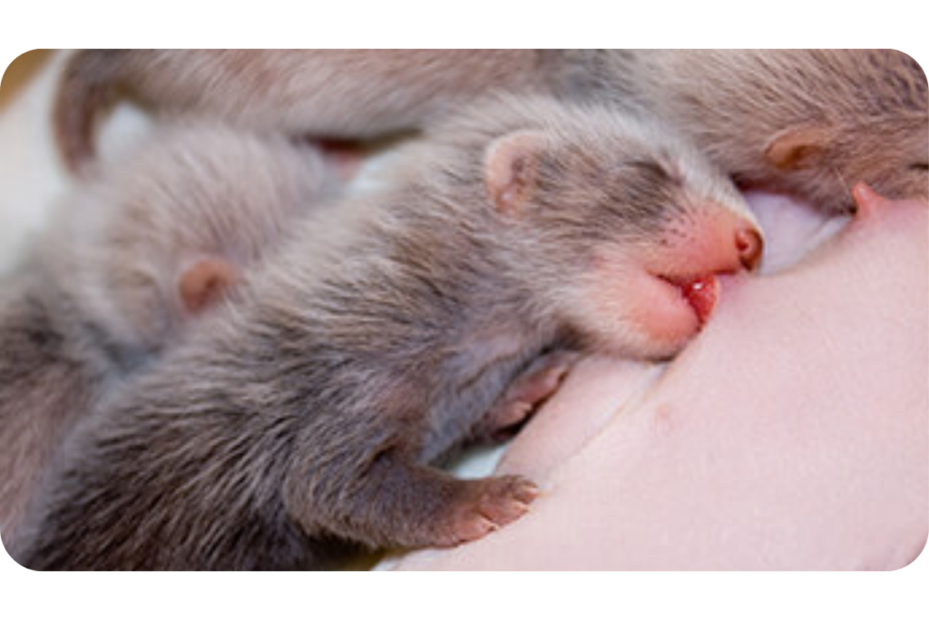 How Long Do Ferrets Live: Unveiling Their Lifespan