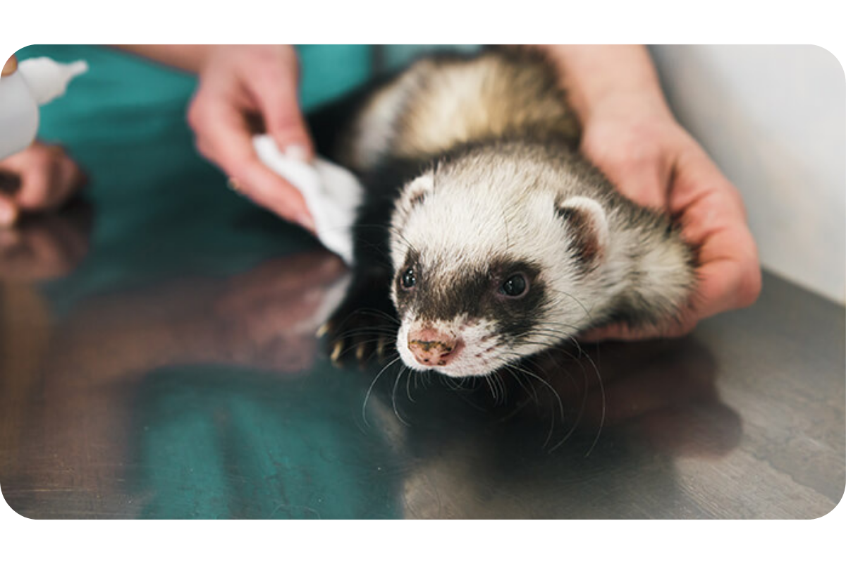 A ferret sits on a stainless steel examination table in a veterinary clinic's office.