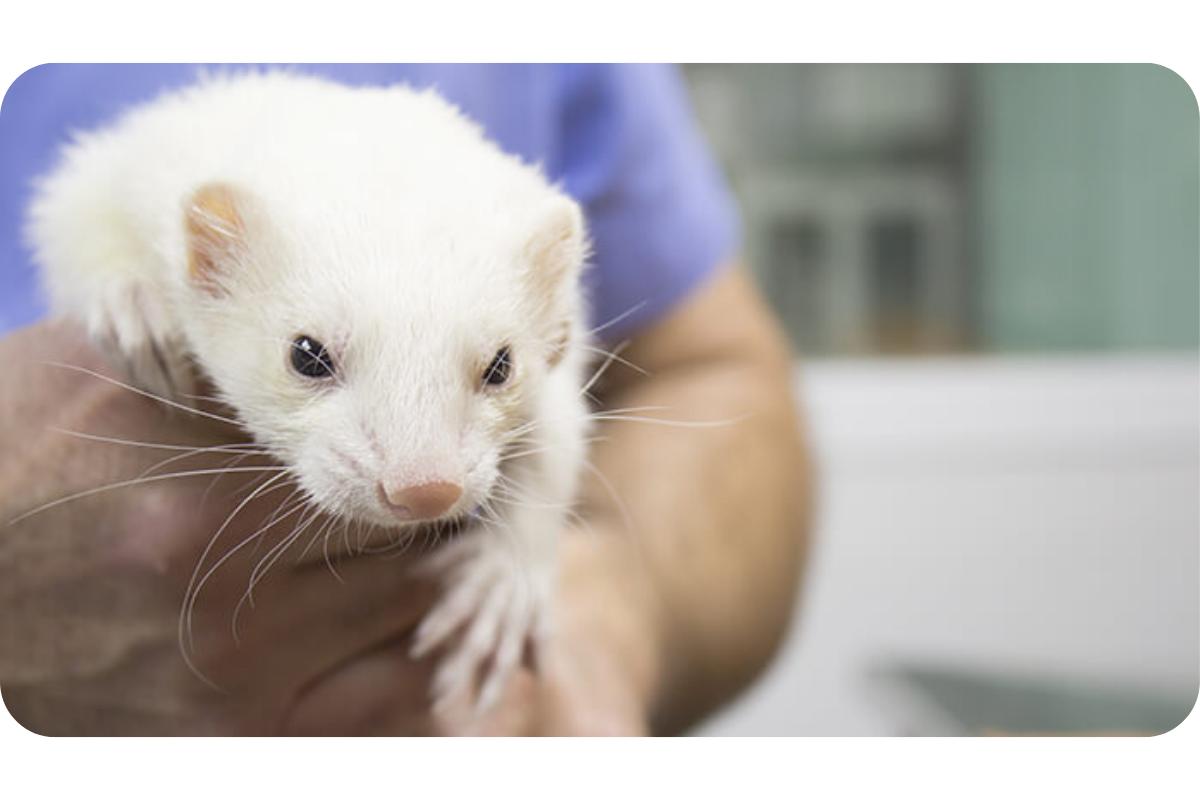 Someone wearing what looks like blue scrubs carries a white ferret.