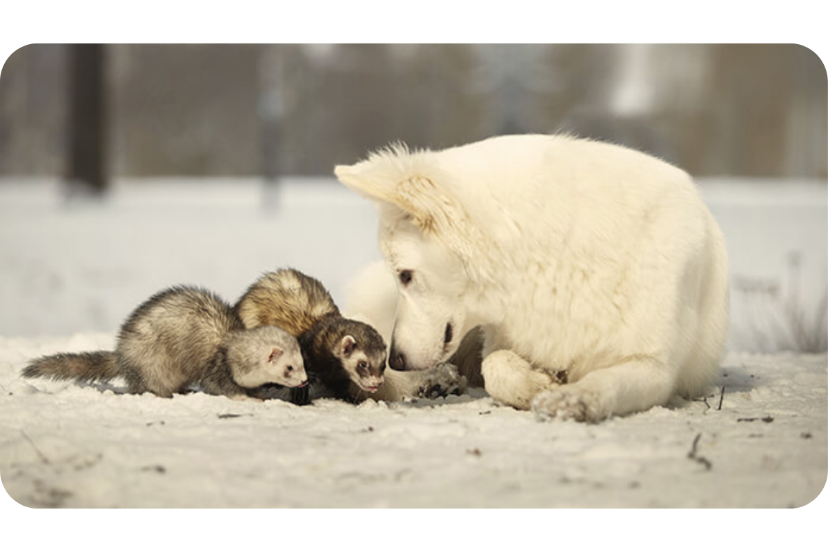Two ferrets and a white dog curiously sniff the snow on the ground.