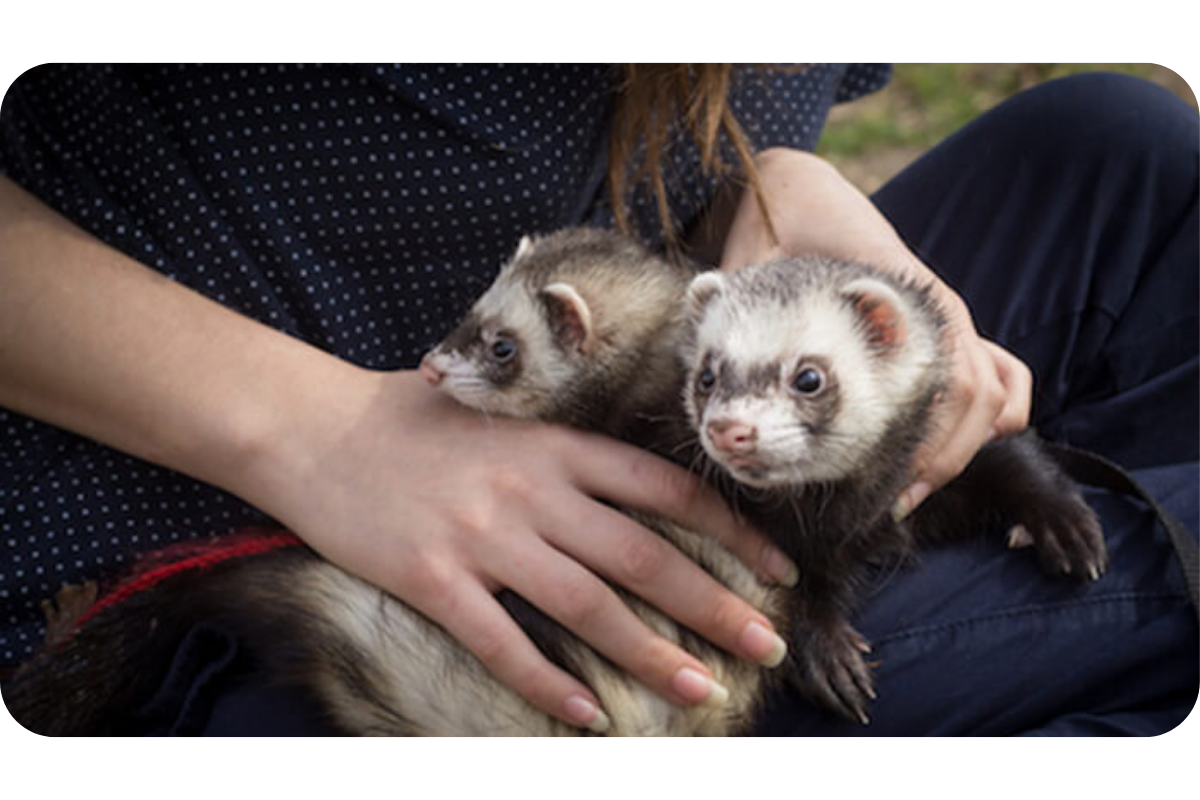 A couple of ferrets snuggle in someone's lap.