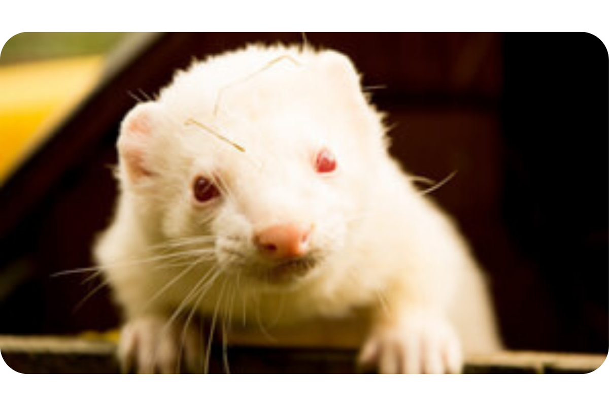 An albino ferret with crimson red eyes looks directly into the camera.