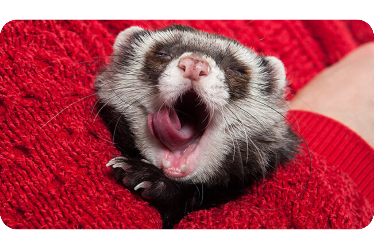 a young ferret yawns widely, cradled in the arms of someone wearing a cozy red sweater.