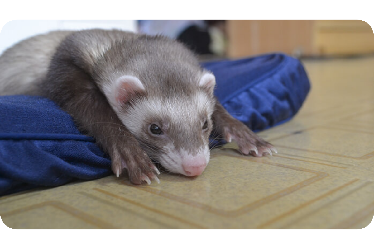 A ferret lays down on a blue mat.