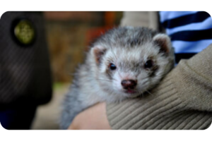 A silver ferret sits comfortably in someone's arms.