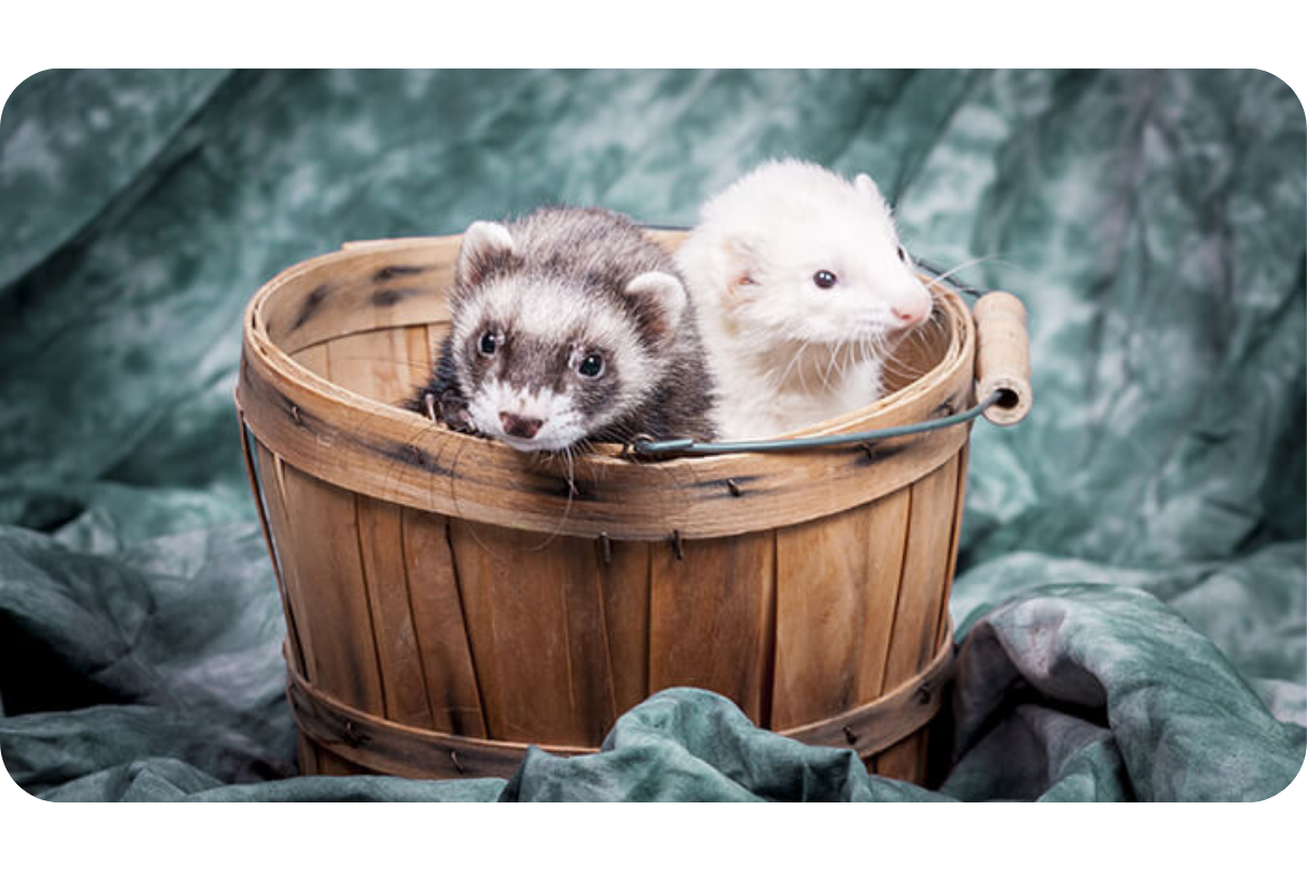 Two ferrets sit inside a basket, curiously sniffing around themselves.