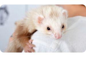 A cinnamon ferret lays on someone's shoulder.