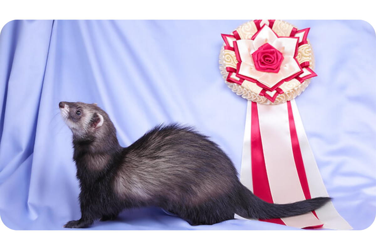 A ferret stands proudly beside its competition ribbon.