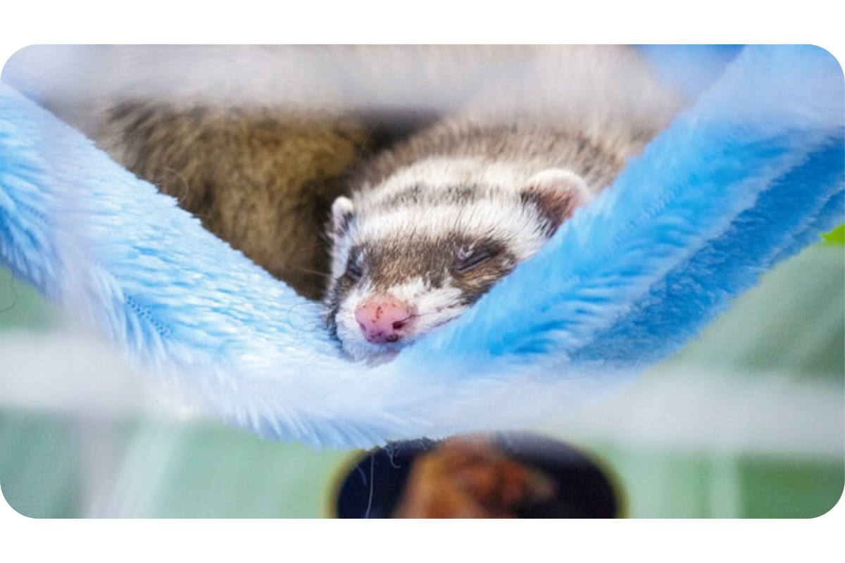 A sleepy ferret napping in is hammock.