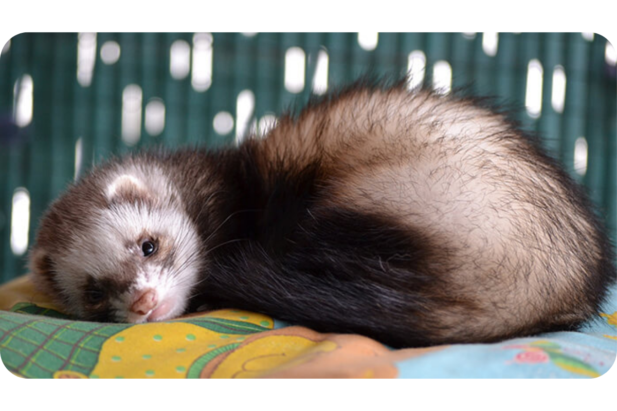 A ferret cuddles into its blankets in front of a vibrant curtain.