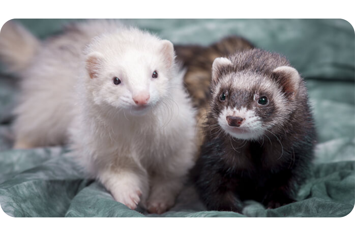 Two ferrets sit beside one another on a light blue blanket.