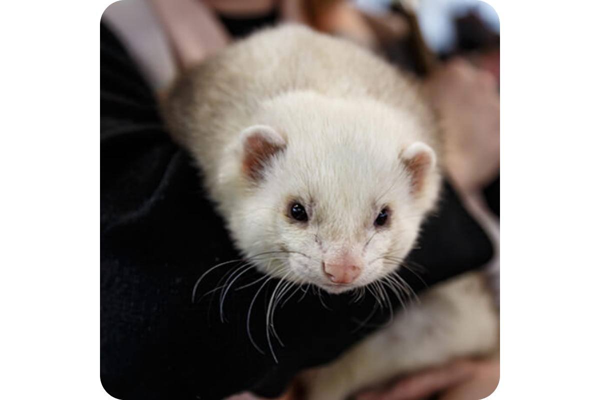 A white ferret looks curiously at something beyond the camera.