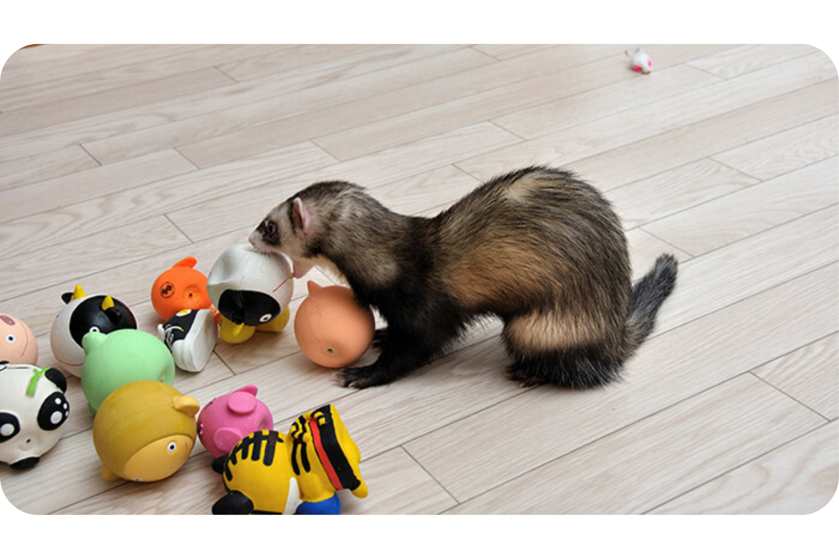 A ferret plays with its collection of toys.