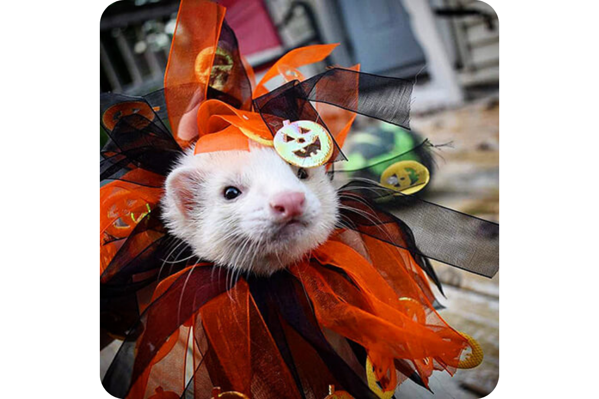 A ferret in a festive costume, fit for Halloween.
