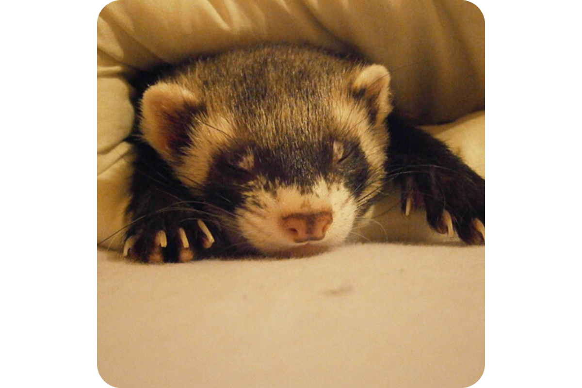 A sleepy ferret takes a nap underneath a blanket.