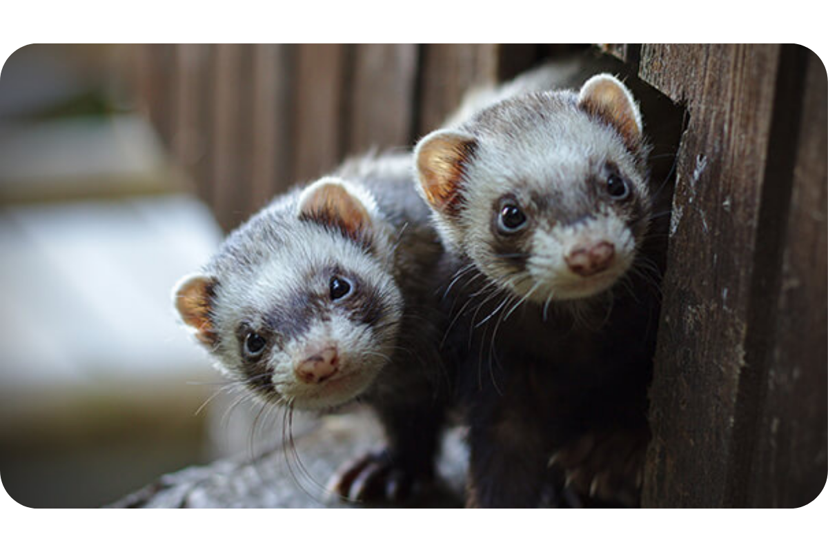 A pair of ferrets peak out from an opening in a wooden fence.