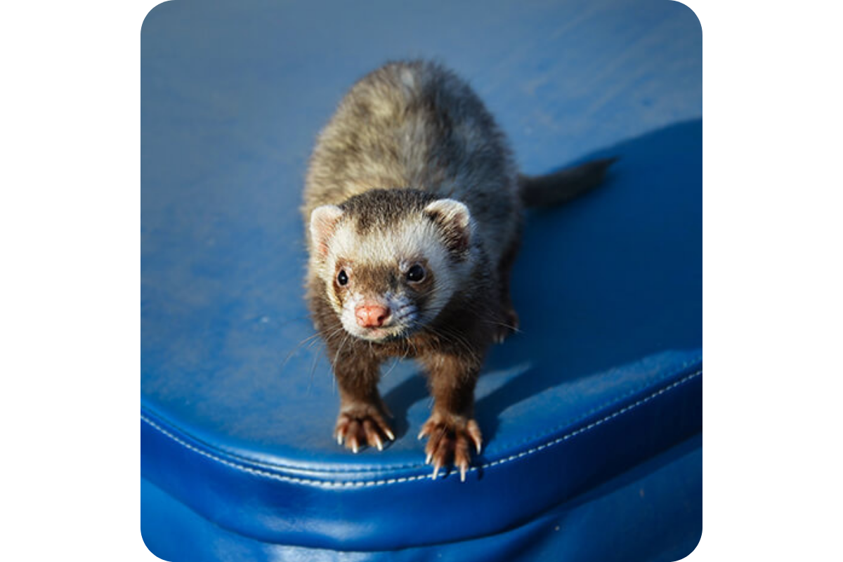 A ferret stands on top of a blue platform, looking around curiously.