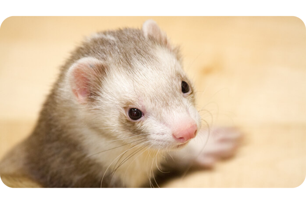 A ferret with a sweet look on its face lays on a cushion.