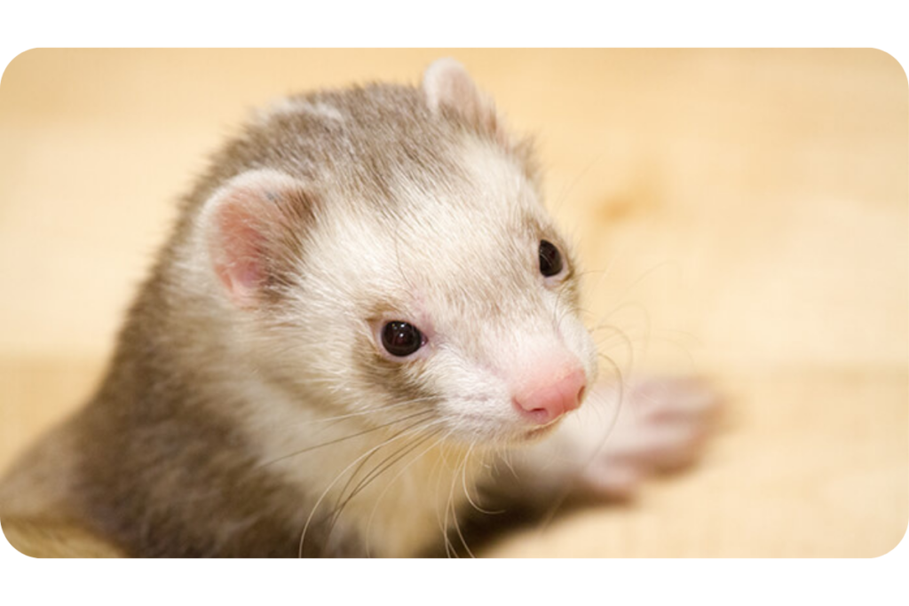 About ferrets shop