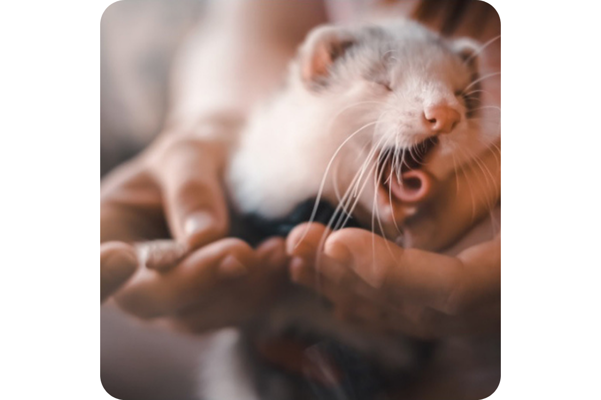 A ferret snuggled into the palm of someone's hands yawns widely.