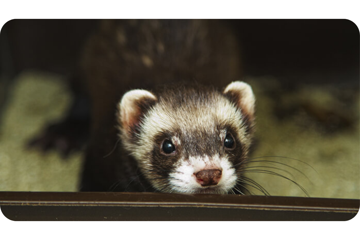 A young ferret looks curiously toward the camera.