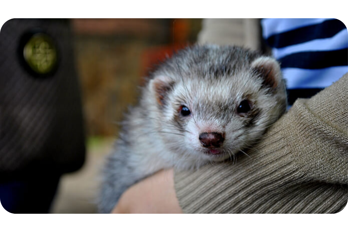 A person wearing a sweater snuggles a ferret close.