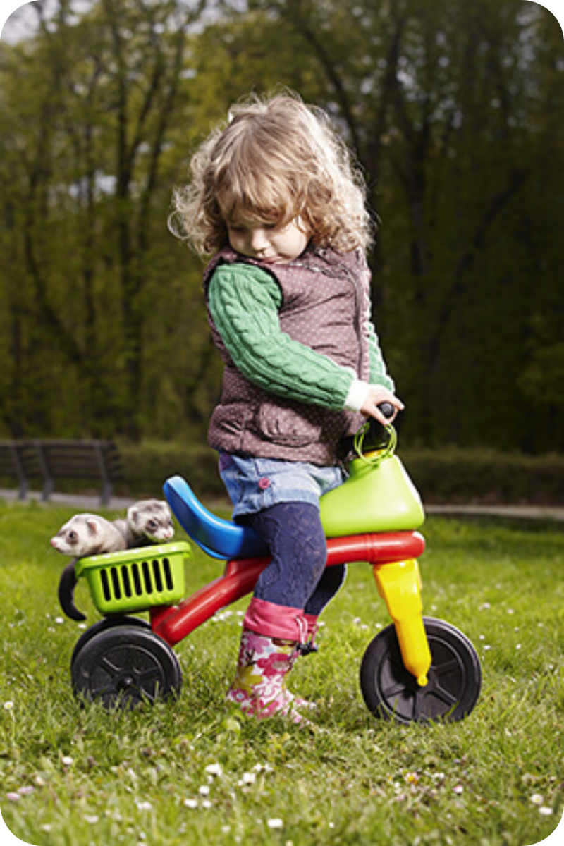 A young girl on a colorful tricycle with two ferrets riding along in the rear basket.