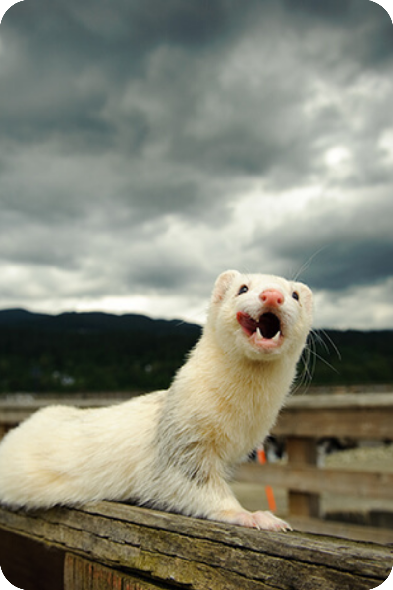 A white ferret against a beautiful cloudy background licks its lips, probably after finishing a snack.