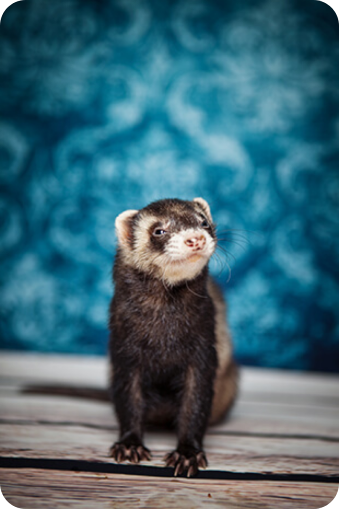A ferret stands tall against a vibrant blue background.