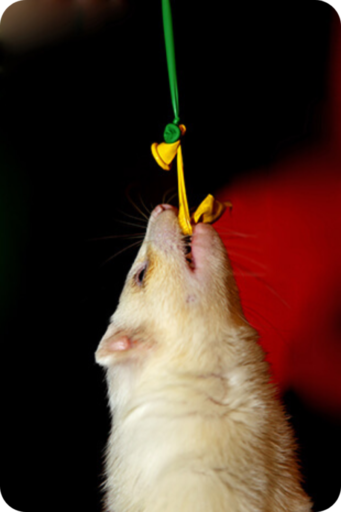 A ferret hangs on to an enrichment toy.