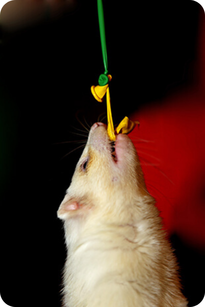Ferret Out Review - A Hidden Role Game with No Pressure!