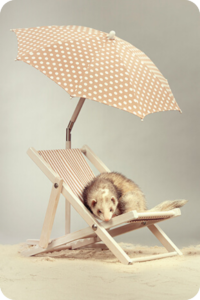 A ferret sits on a lounge chair underneath a polka-dotted umbrella.