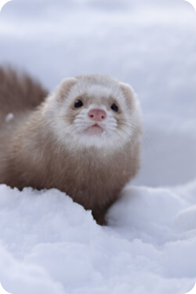 A champagne ferret stands in the snow.