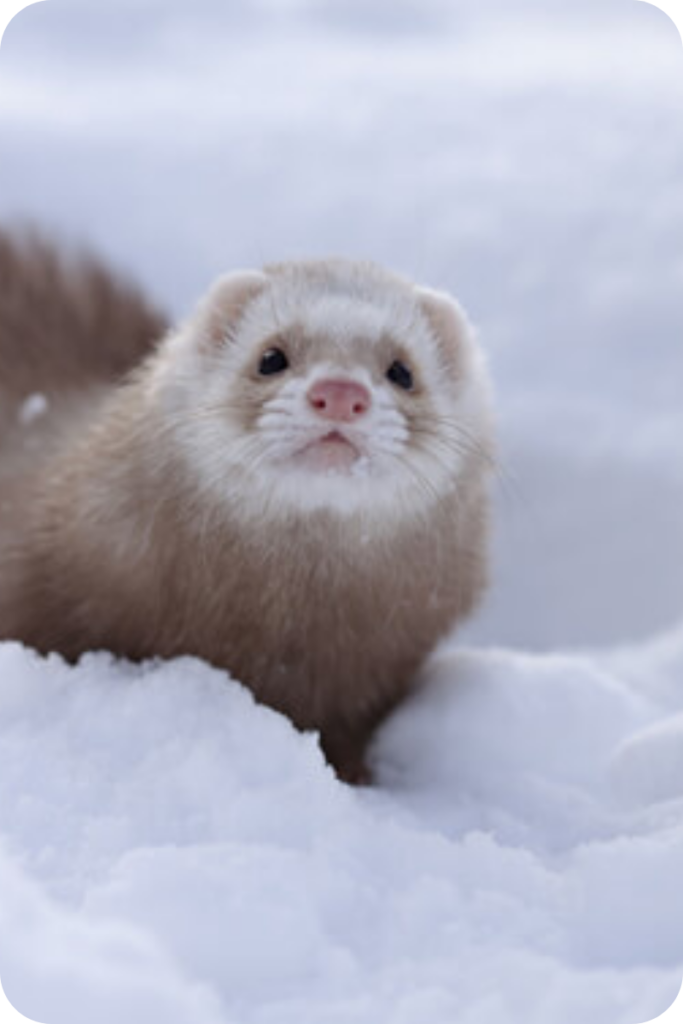 All Types of Ferrets Their Different Breeds Updated