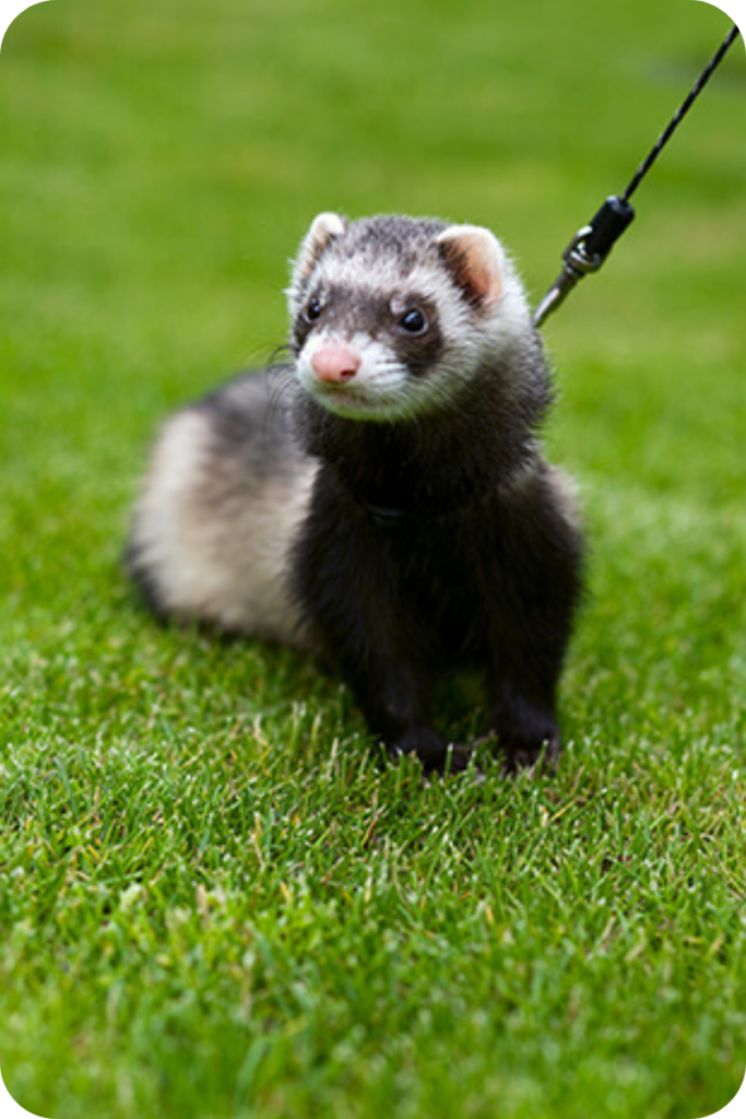 A leashed ferret stands at attention in a grass field.