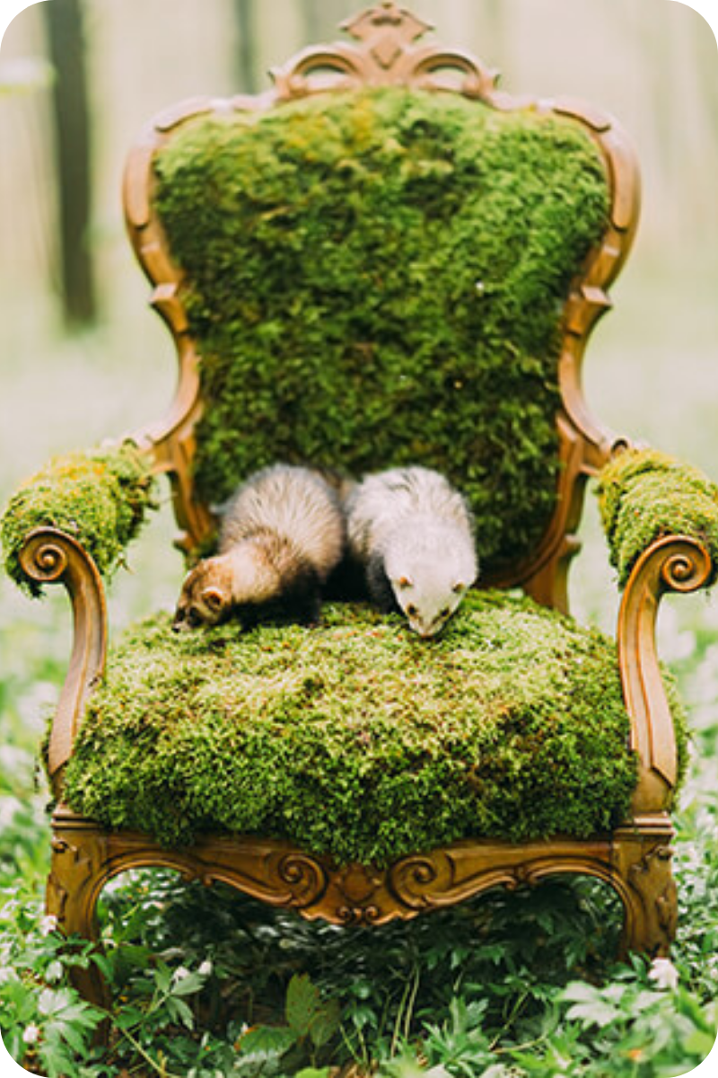 A pair of ferrets sit on a chair covered in beautiful moss.