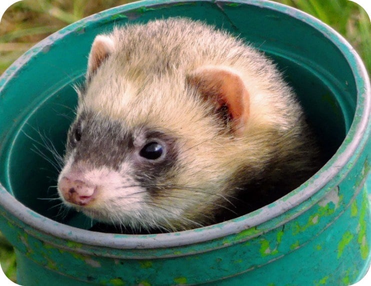 Ferrets as pets – take a fascinating glimpse into the world of slinky  wrigglers