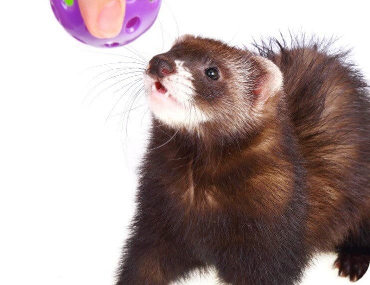 Best Ferret Toys For Indoor Enrichment